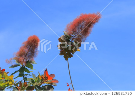 熏制的樹在初夏 126981750