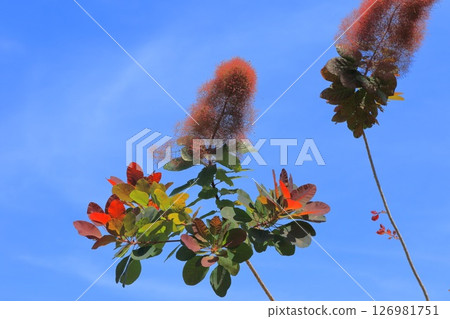 熏制的樹在初夏 126981751