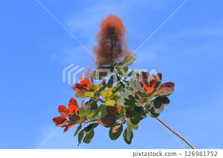 Smoked tree in early summer 126981752