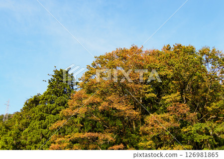 Mountains with autumn leaves in early autumn Mountains with autumn leaves in early autumn 126981865