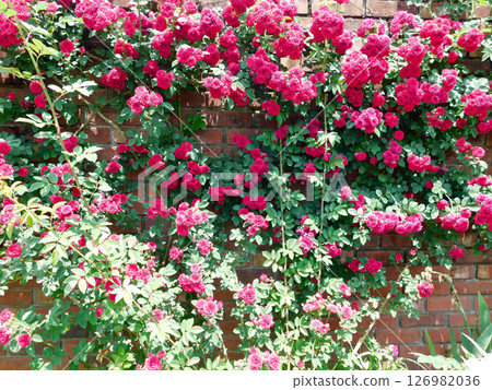 琵琶湖英式花園的玫瑰 琵琶湖英式花園的玫瑰 126982036
