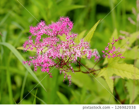 Flowers of Simopocillium 126982038