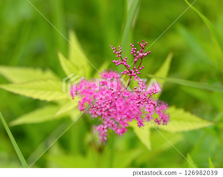 Flowers of Simopocillium Flowers of Simopocillium 126982039