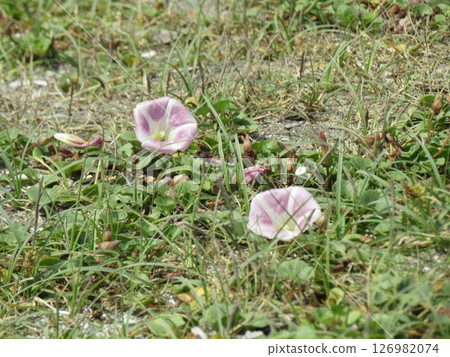 Beach morning glory in full bloom at Kemigawa Beach 126982074