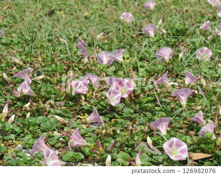 Beach morning glory in full bloom at Kemigawa Beach Beach morning glory in full bloom at Kemigawa Beach 126982076