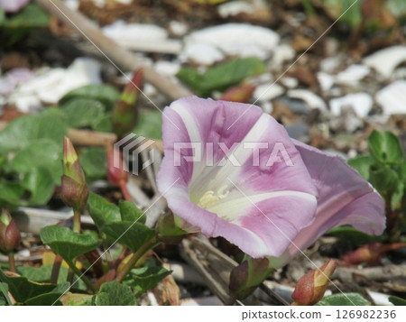 Beach morning glory in full bloom at Kemigawa Beach 126982236