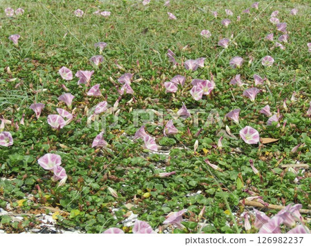 Beach morning glory in full bloom at Kemigawa Beach Beach morning glory in full bloom at Kemigawa Beach 126982237