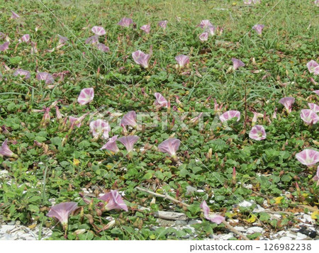 Beach morning glory in full bloom at Kemigawa Beach 126982238