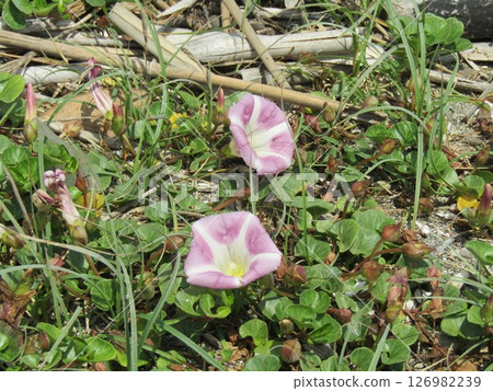 Beach morning glory in full bloom at Kemigawa Beach Beach morning glory in full bloom at Kemigawa Beach 126982239