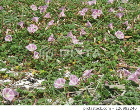 Beach morning glory in full bloom at Kemigawa Beach 126982240