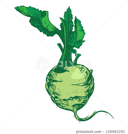 Vector sketch of kohlrabi head on white background. Botanical illustration of cabbage. German turnip head and leaves in botanical ink drawing technique. Vegetable in vintage colored engraving style 126982291