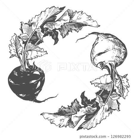 Vector sketch of kohlrabi on white background. Botanical illustration of cabbage. Two heads and leaves of German turnip in botanical ink drawing technique. Healthy vegetable in vintage engraving style Vector sketch of kohlrabi on white background. Botanical illustration of cabbage. Two heads and leaves of German turnip in botanical ink drawing technique. Healthy vegetable in vintage engraving style 126982293