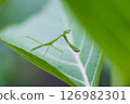 螳螂棲息在葉子上 126982301