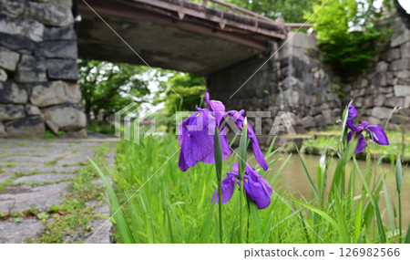近江八幡運河 - 鳶尾花 近江八幡運河 - 鳶尾花 126982566