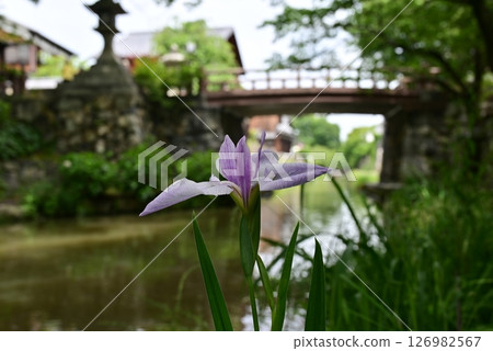近江八幡運河 - 鳶尾花 近江八幡運河 - 鳶尾花 126982567