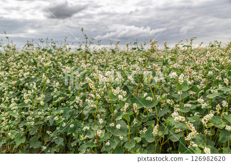 Close up of flowers of buckwheat. Blooming buckwheat field Close up of flowers of buckwheat. Blooming buckwheat field 126982620