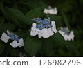 白色繡球花 126982796
