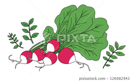 Radishes with Leaves 126982941