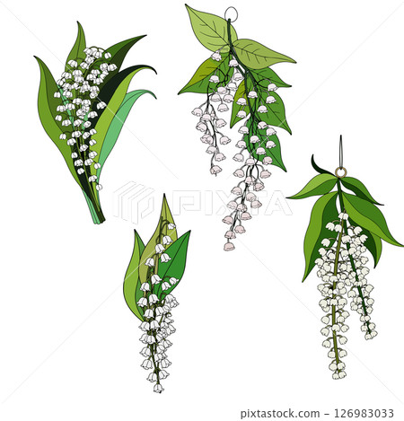 Lily of the Valley Illustrations 126983033