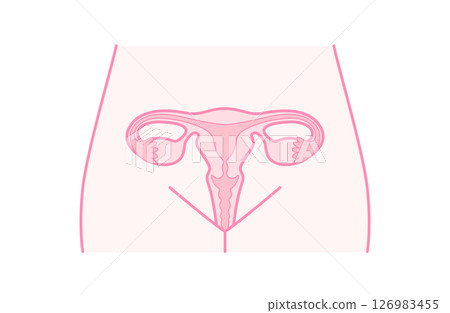 Structure of the uterus and ovaries 126983455