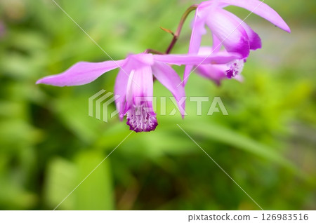 矽烷 矽烷 126983516