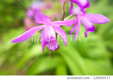 矽烷 矽烷 126983517