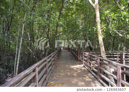 THAILAND RAYONG MANGROVE WALK 126983607