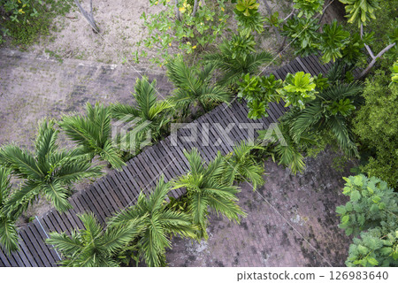 THAILAND RAYONG MANGROVE WALK 126983640