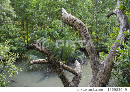 THAILAND RAYONG MANGROVE WALK THAILAND RAYONG MANGROVE WALK 126983649