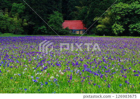 Iris habitat and red-roofed hut 126983675