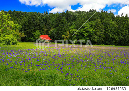 Iris colony and red-roofed hut 126983683