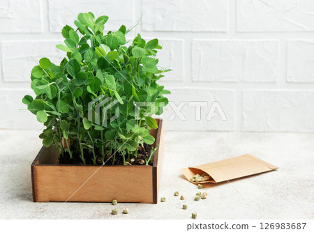 Fresh pea microgreens growing in wooden box on kitchen table 126983687