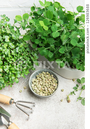 Microgreens growing kit with radish and pea sprouts and seeds Microgreens growing kit with radish and pea sprouts and seeds 126983688
