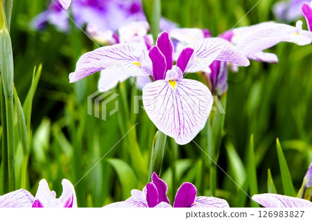 瓦斯曼裡鳶尾 瓦斯曼裡鳶尾 126983827