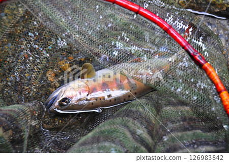 帶有婚禮色彩的紅色山目鱒魚 126983842