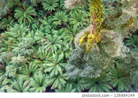 Lush green ferns in Great Otway National Park, Victoria, Australia 126984144