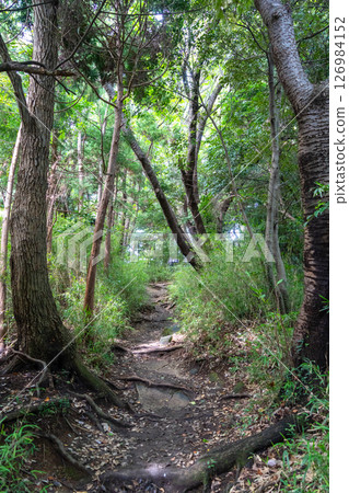 Forest trail in Genjiyama Park in Kamakura, Japan in summer Forest trail in Genjiyama Park in Kamakura, Japan in summer 126984152