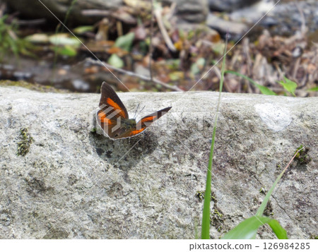 Mountain stream and Uraginshijimi Mountain stream and Uraginshijimi 126984285