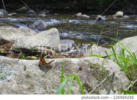 Mountain stream and Uraginshijimi Mountain stream and Uraginshijimi 126984288