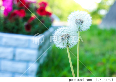 Dandelion fluff Dandelion fluff Dandelion fluff Dandelion fluff Dandelion fluff Dandelion fluff 126984291