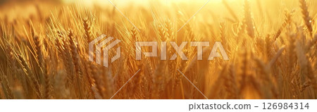 Ears of bread background.Agriculture. Golden field.generative ai. Ears of bread background.Agriculture. Golden field.generative ai. 126984314