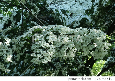 An amazing number of flowering dogwoods I saw while hiking 126984319