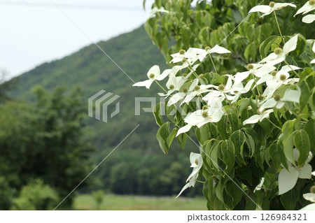 Green mountain and white dogwood flowers 126984321