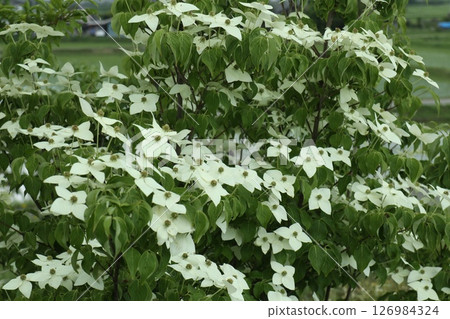 White mountain lily flowers blooming in the park 126984324