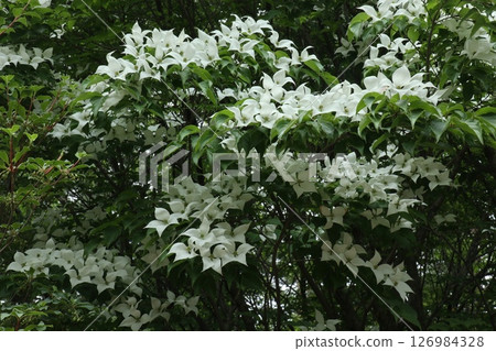 A white mountain lily with lots of fresh flowers A white mountain lily with lots of fresh flowers 126984328