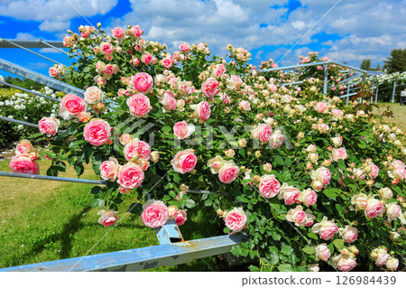 landscape with rose arch 126984439