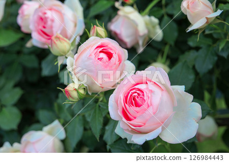 Blooming pink rose 126984443