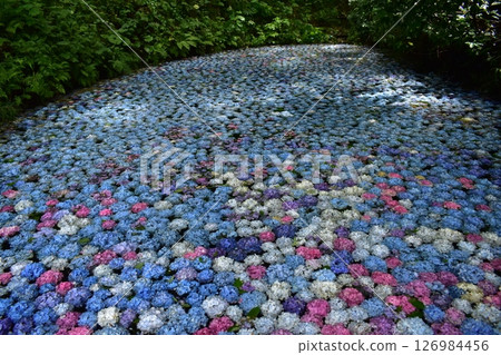 [Rainy season material] Hydrangea pond 126984456