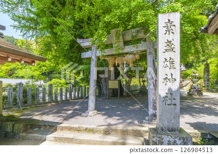 Stone torii at Susanoo Shrine and a gigantic ginkgo tree (Hatsuse, Sakurai City, Nara Prefecture) 126984513
