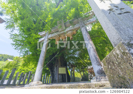 Stone torii at Susanoo Shrine and a gigantic ginkgo tree (Hatsuse, Sakurai City, Nara Prefecture) Stone torii at Susanoo Shrine and a gigantic ginkgo tree (Hatsuse, Sakurai City, Nara Prefecture) 126984522